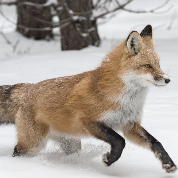 Brass Fox - Picture 2 of 7